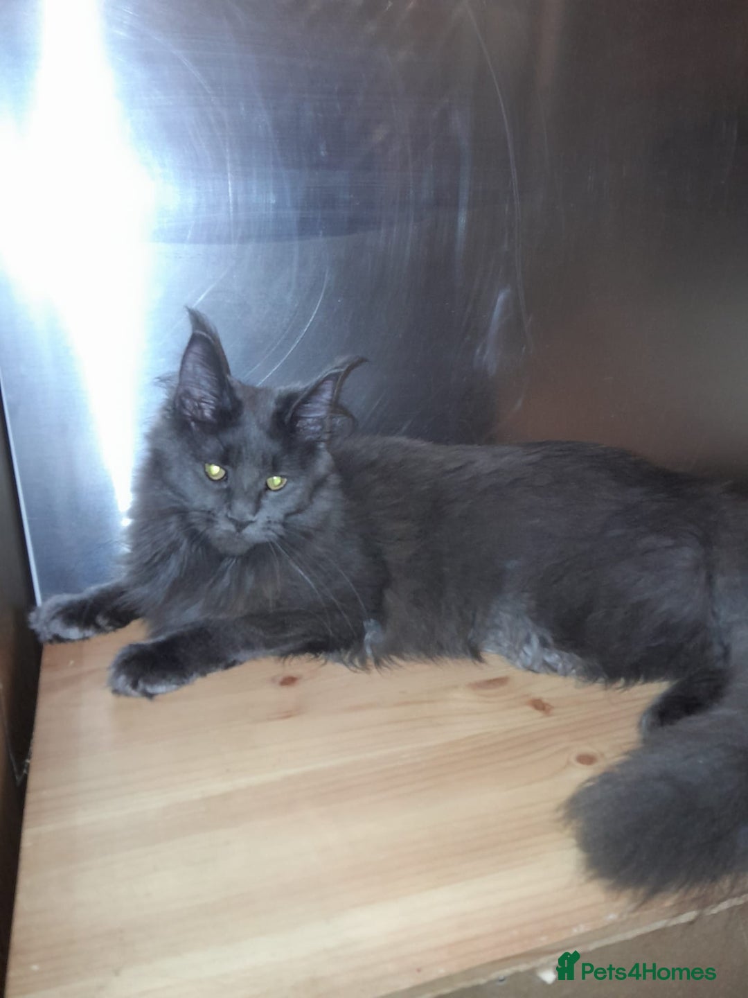 Maine Coon cats for sale: Polydactyl SolidBlue/BlackSilver Girls Maine Coon - Advert 23
