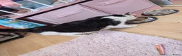 Mixed Breed cats for sale: Rescue cat  - Advert 3