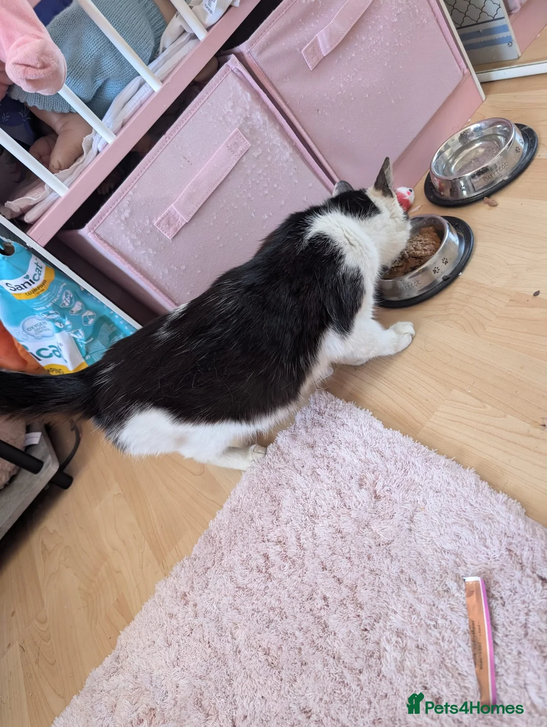 Mixed Breed cats for sale: Rescue cat  - Advert 3