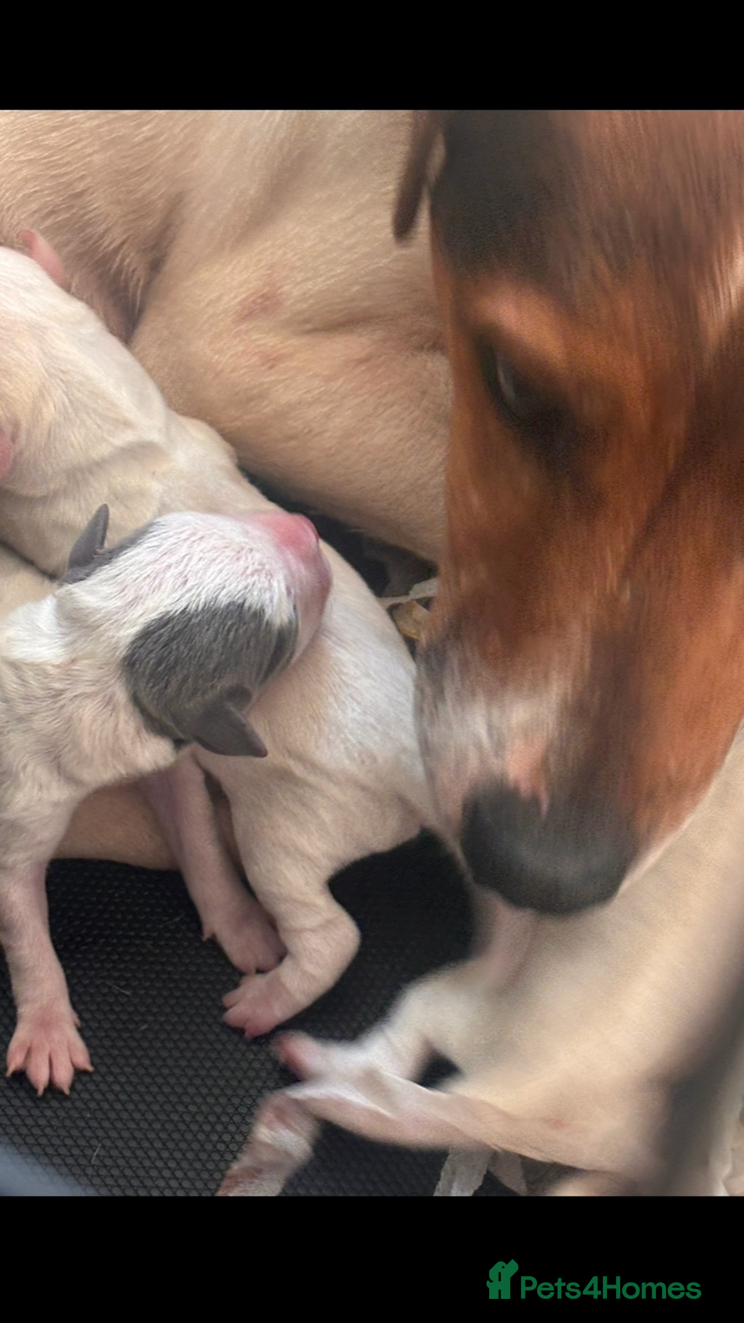 Jack Russell dogs for sale: Jack Russell pups - Advert 1