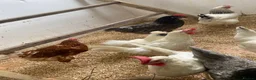 Chickens poultry for sale: For Sale Beautiful Chickens in Liverpool - Advert 3