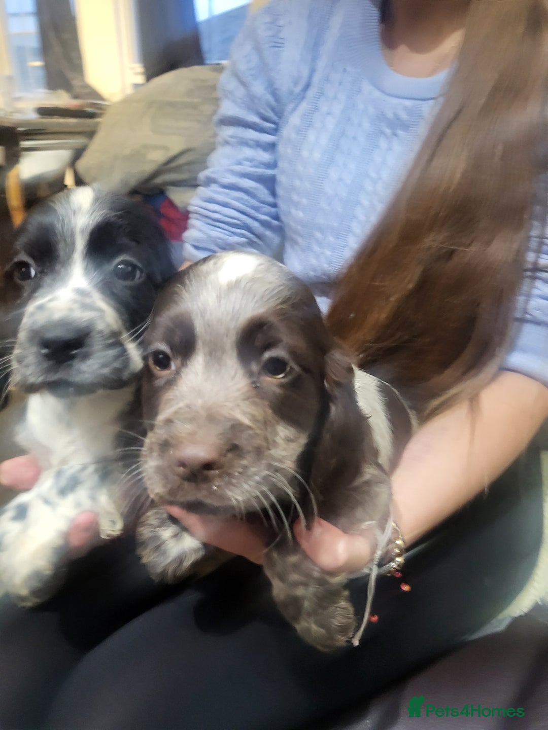 Cocker Spaniel dogs for sale: Cocker spaniel puppies  - Image 3