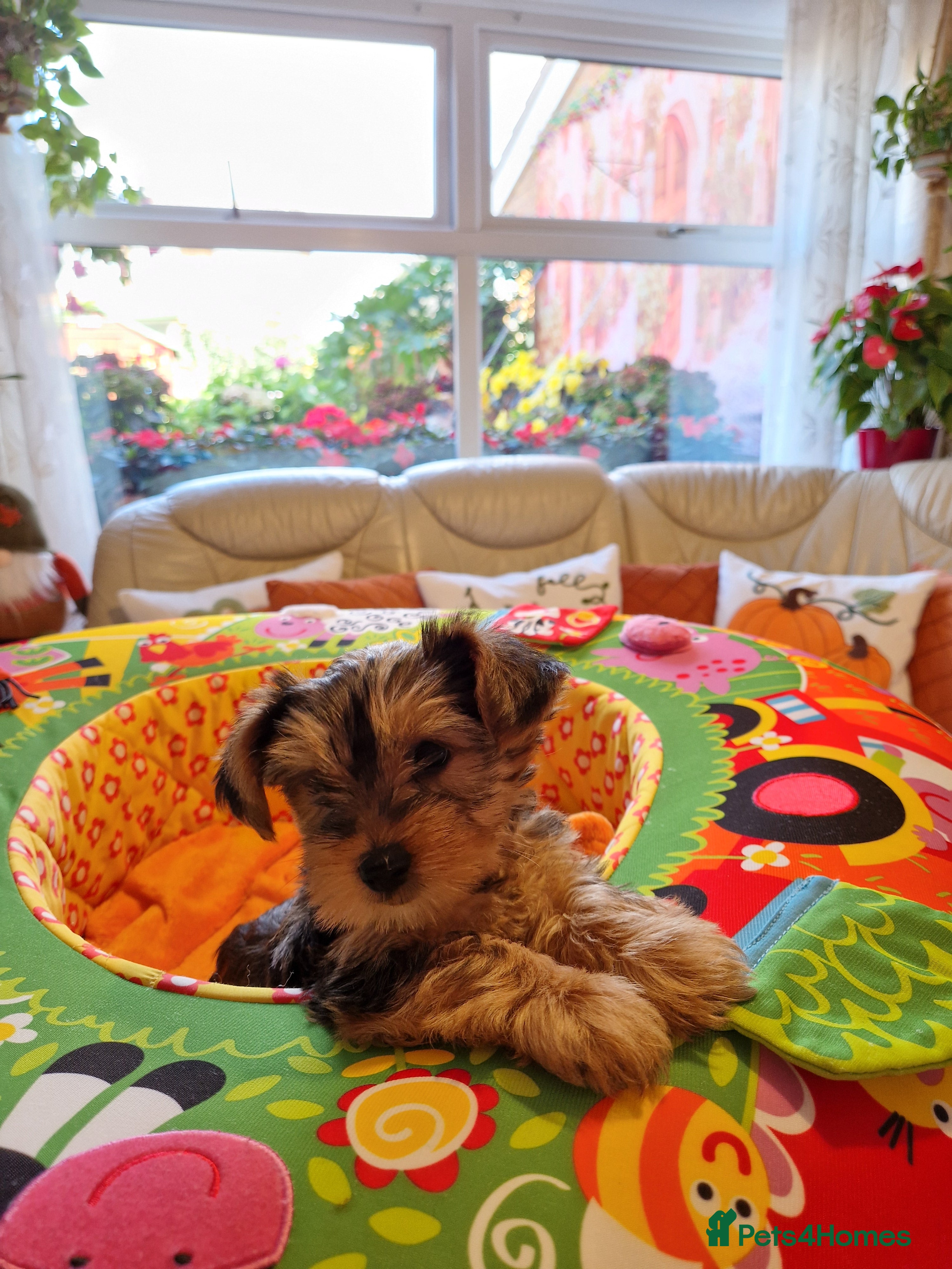 Yorkshire Terrier dogs Yorkshire Puppies for Sale - Advert 2