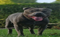 Staffordshire Bull Terrier dogs for sale: CHUNKY blue Staffordshire bull terror puppys - Image 14