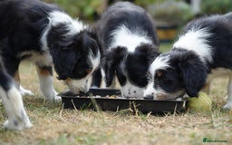 Mixed Breed dogs for sale: Collie mixed breed puppies - Image 12