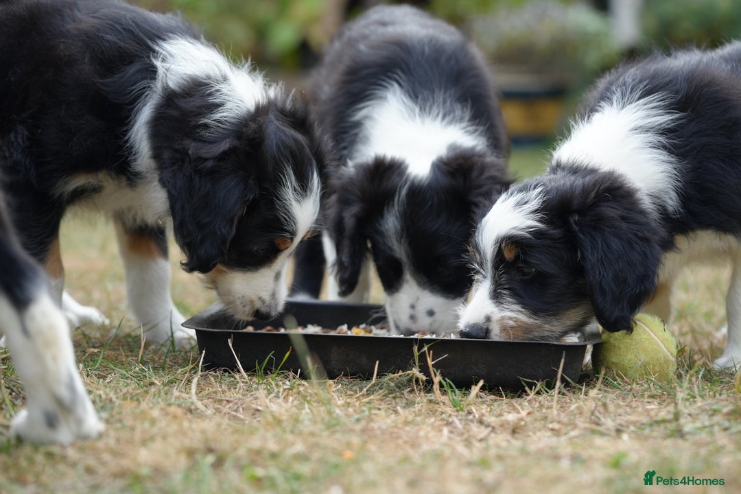 Mixed Breed dogs for sale: Collie mixed breed puppies - Image 12