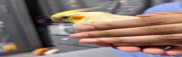 Cockatiels birds for sale: Baby tamed Cockateil  - Advert 4