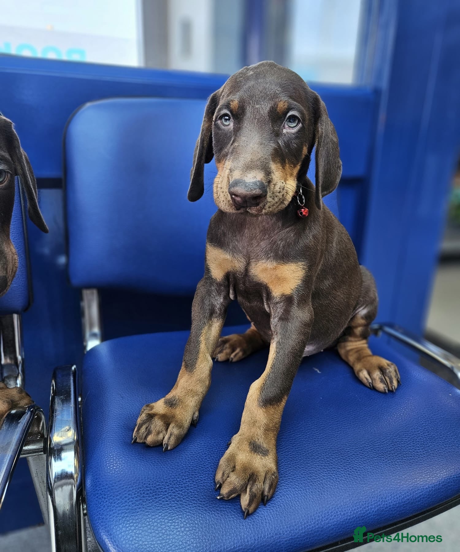Dobermann dogs Ready Soon Beautiful Chunky KC Registered Puppies! - Advert 1