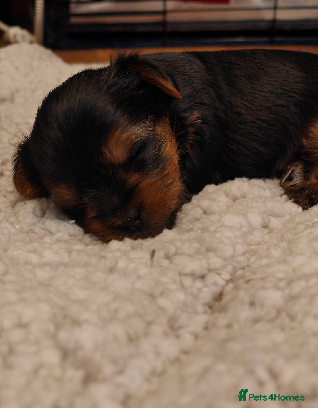 Yorkshire Terrier dogs for sale: 2 tiny Yorkshire terriers 1 male 1 female - Advert 6