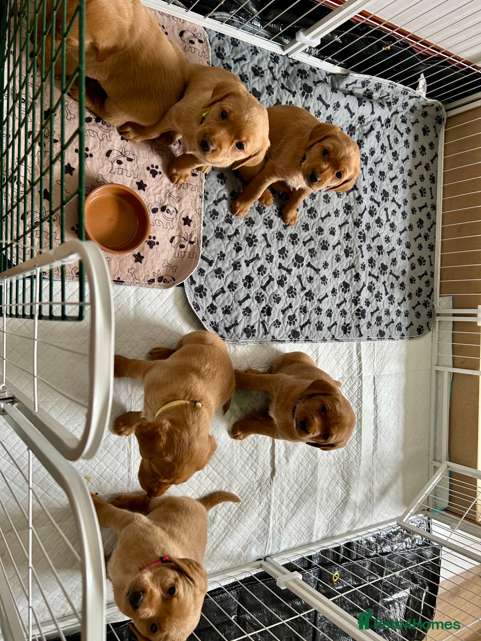 Labrador Retriever dogs KC Registered Fox Red Labrador Litter - Advert 2