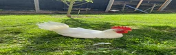 Chickens poultry for sale: 2 White Leghorn Cockerels For Sale - Advert 5
