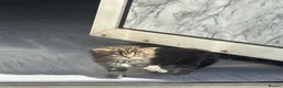 Mixed Breed cats for sale: Kittens  - Advert 7