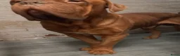Dogue De Bordeaux dogs for sale: Dogue de bordeax  in Stafford - Advert 2