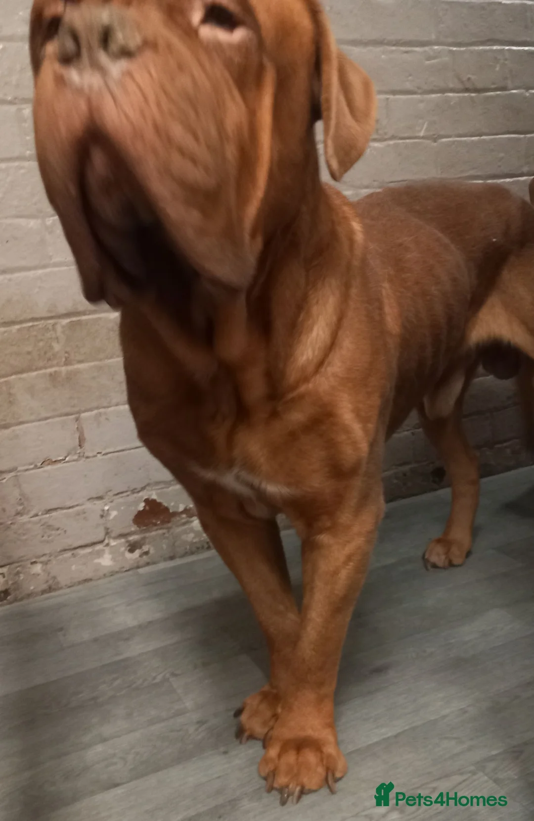 Dogue De Bordeaux dogs for sale: Dogue de bordeax  in Stafford - Advert 2