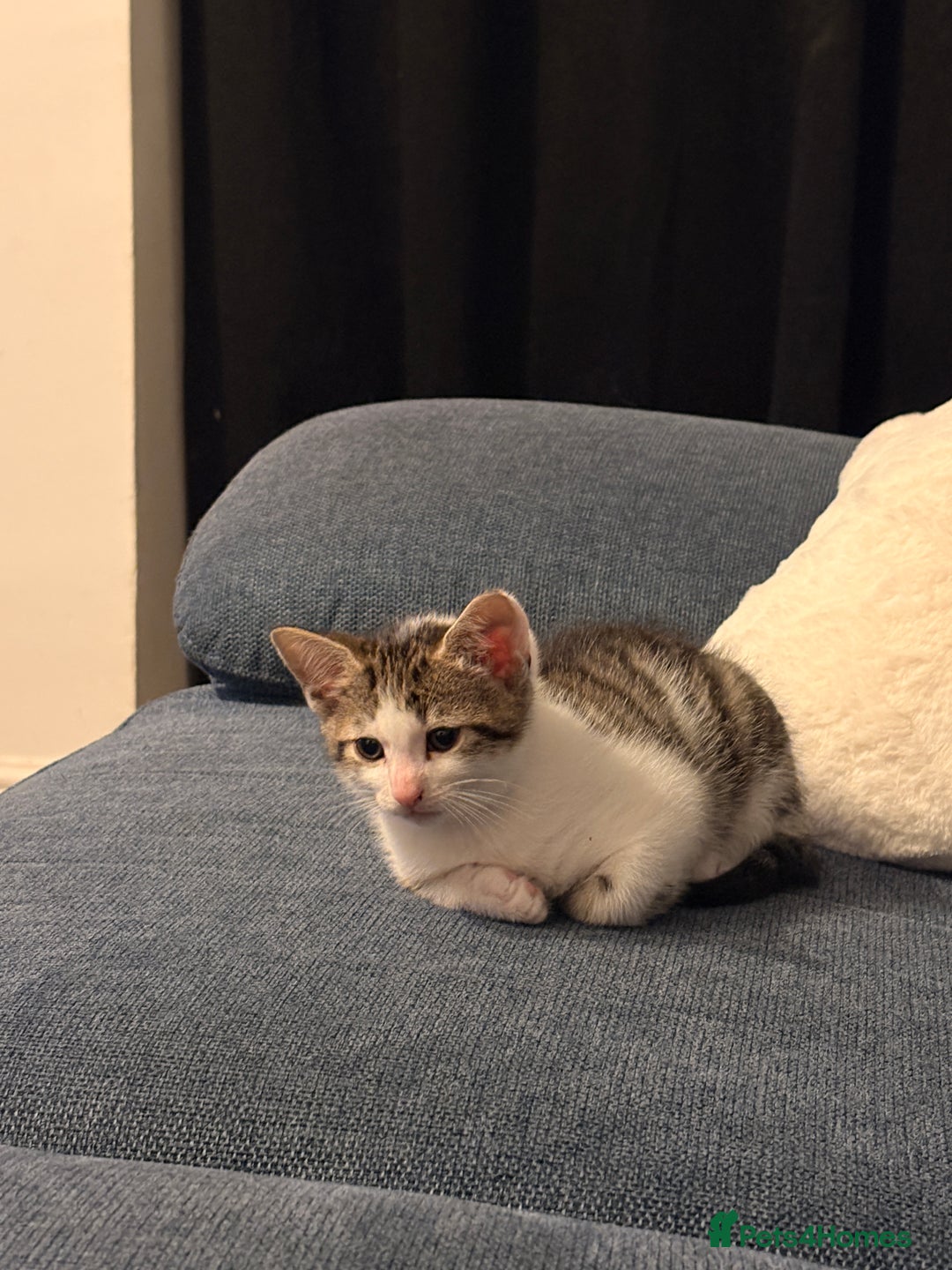 Mixed Breed cats for sale: 3 Mixed Tabby Kittens - Image 3