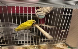 Parrots birds for sale: Parrotlet for sale  - Image 2