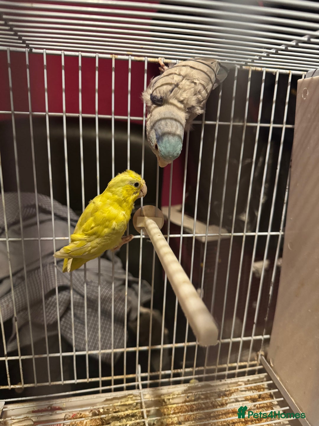 Parrots birds for sale: Parrotlet for sale  - Image 2