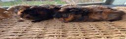 Guinea Pig rodents for sale: Beautiful baby Abyssinian Guinea Pigs - Advert 3