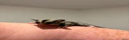 Sugar Glider rodents for sale: Male and female sugar gliders in Poulton-le-Fylde - Advert 3