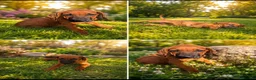 Rhodesian Ridgeback dogs for sale: One beautiful gentle kc little girl - Advert 12