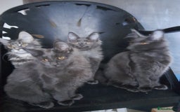 Maine Coon cats for sale: TICA 3 pedigree 3 girls 1 boy blue smoke/tabby - Image 11