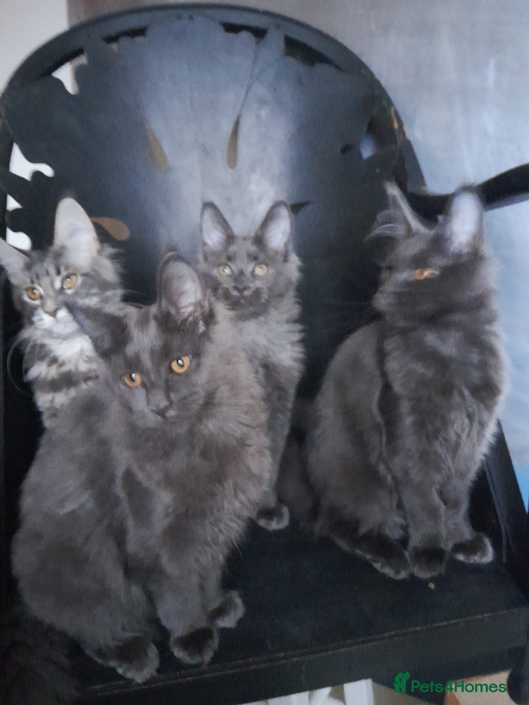 Maine Coon cats for sale: TICA 3 pedigree 3 girls 1 boy blue smoke/tabby - Image 11