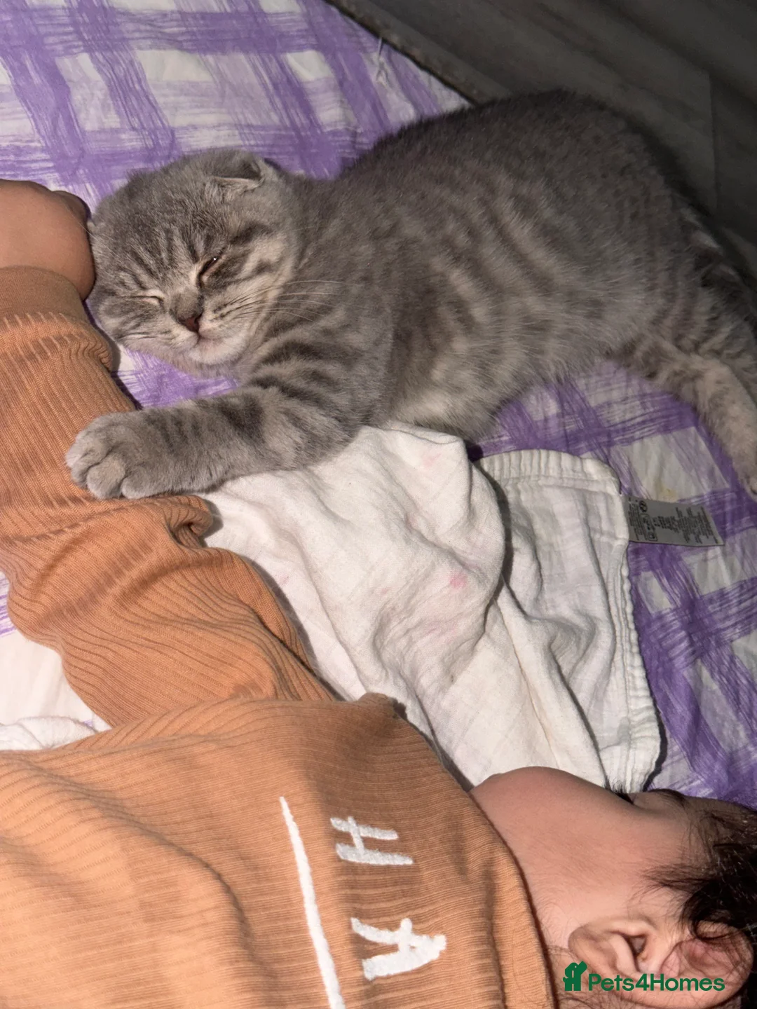 Scottish Fold cats for sale: Scottish fold 4months old  - Advert 8