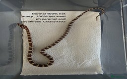 Corn Snake reptiles for sale: Cornsnake Hatchlings - Image 25