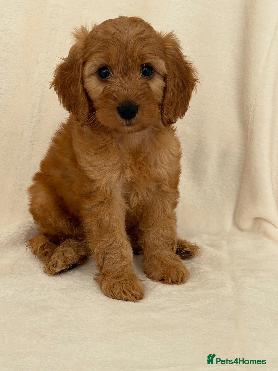 Cockapoo dogs for sale: F1b fox red toy cockapoos - Advert 2