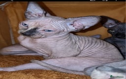 Sphynx cats for sale: Sphynx kittens  - Image 9