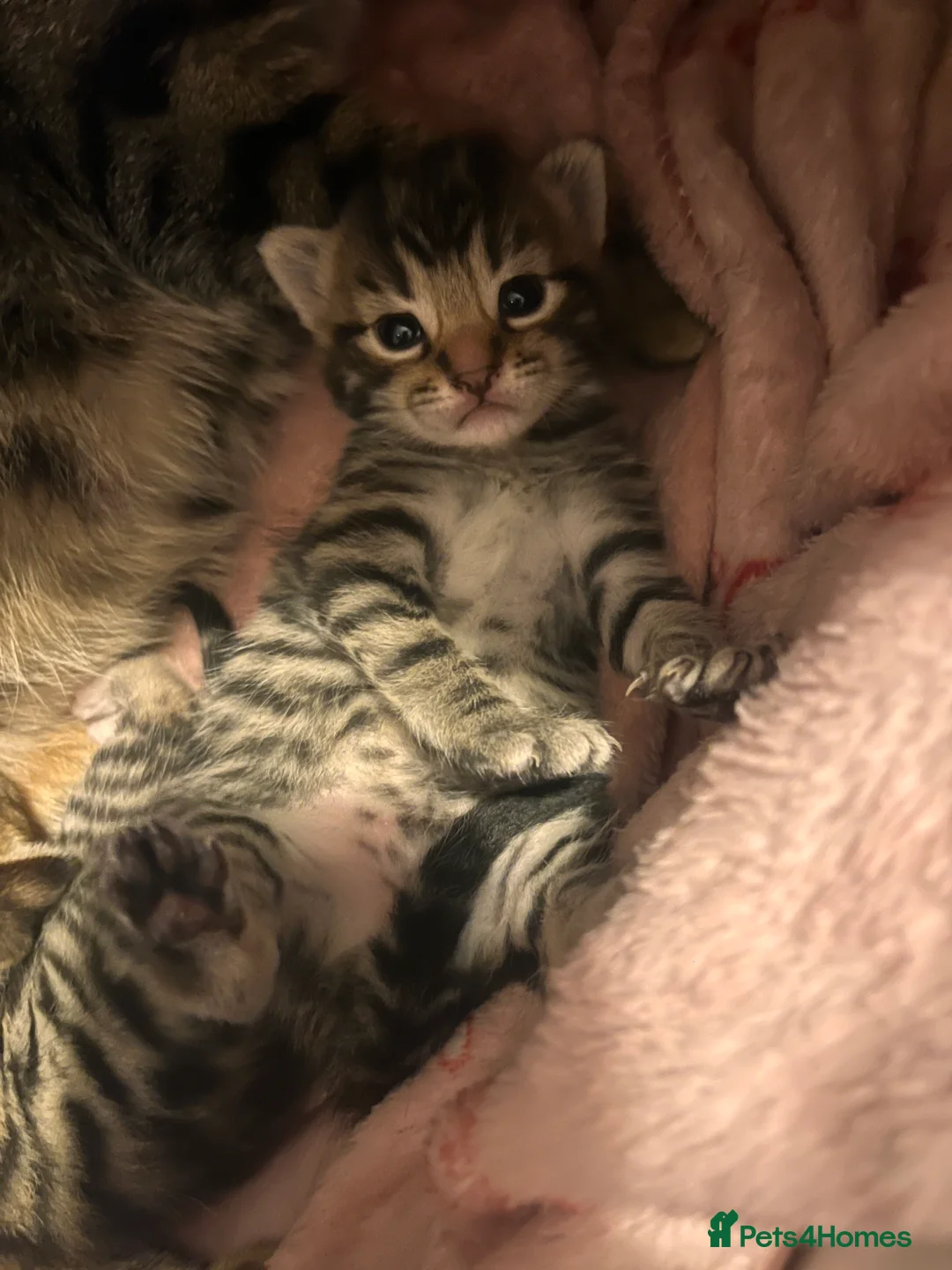 Mixed Breed cats for sale: Bengal mix kittens - Advert 4