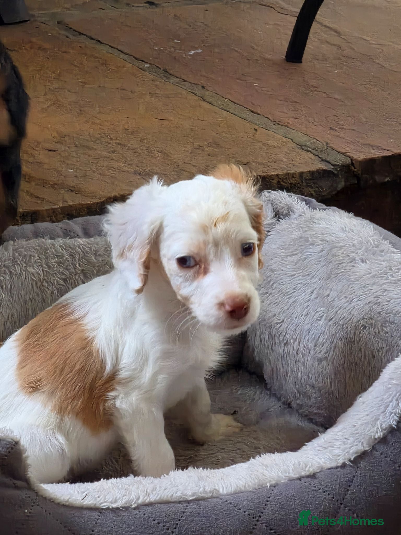 Cockapoo dogs Cockapoo f1 puppys ready now - Advert 5