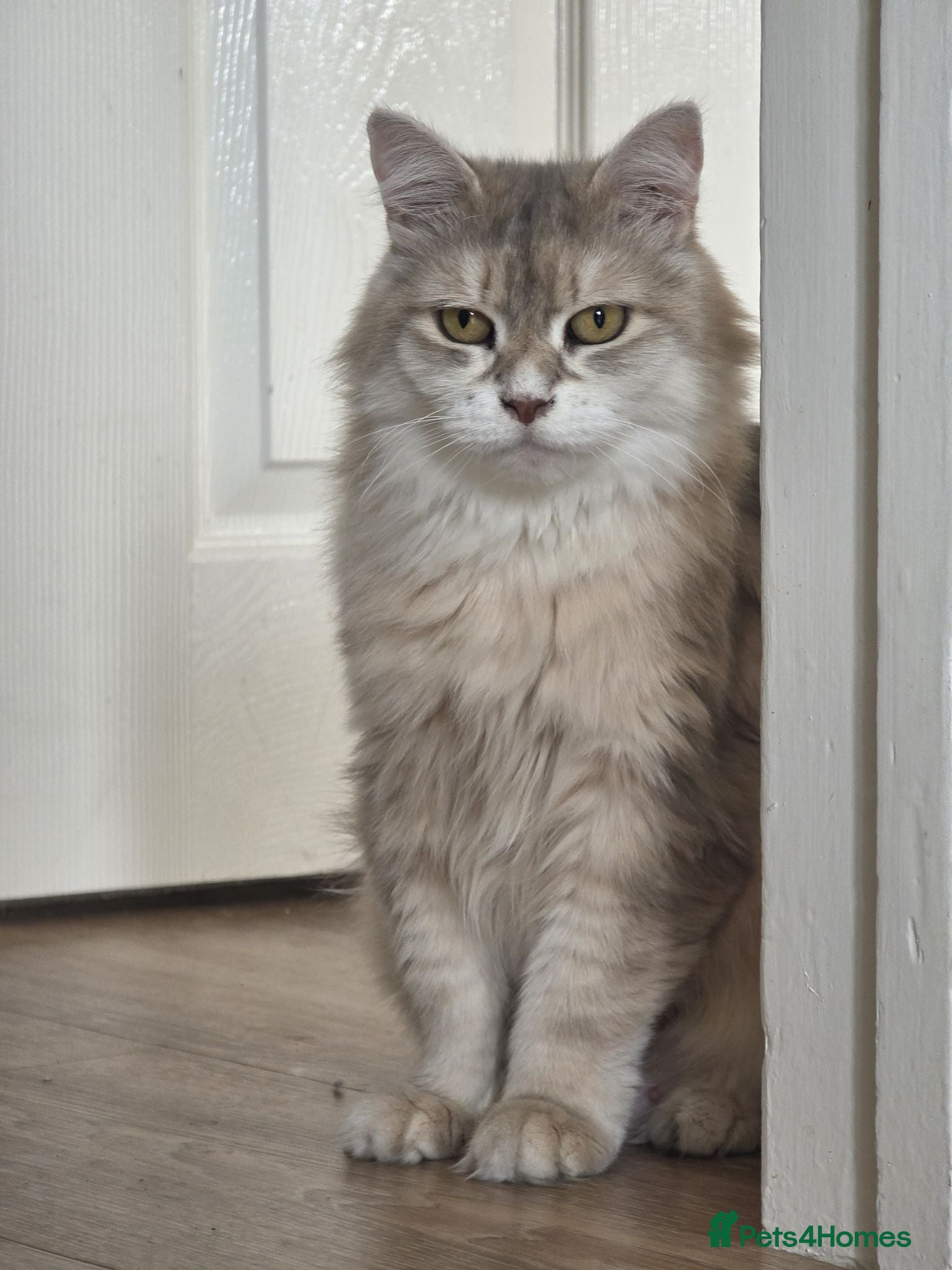 Siberian cats Beautiful Siberian Girl Looking for a Loving Home - Advert 1