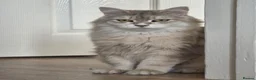 Siberian cats for sale: Beautiful Siberian Girl Looking for a Loving Home - Advert 1