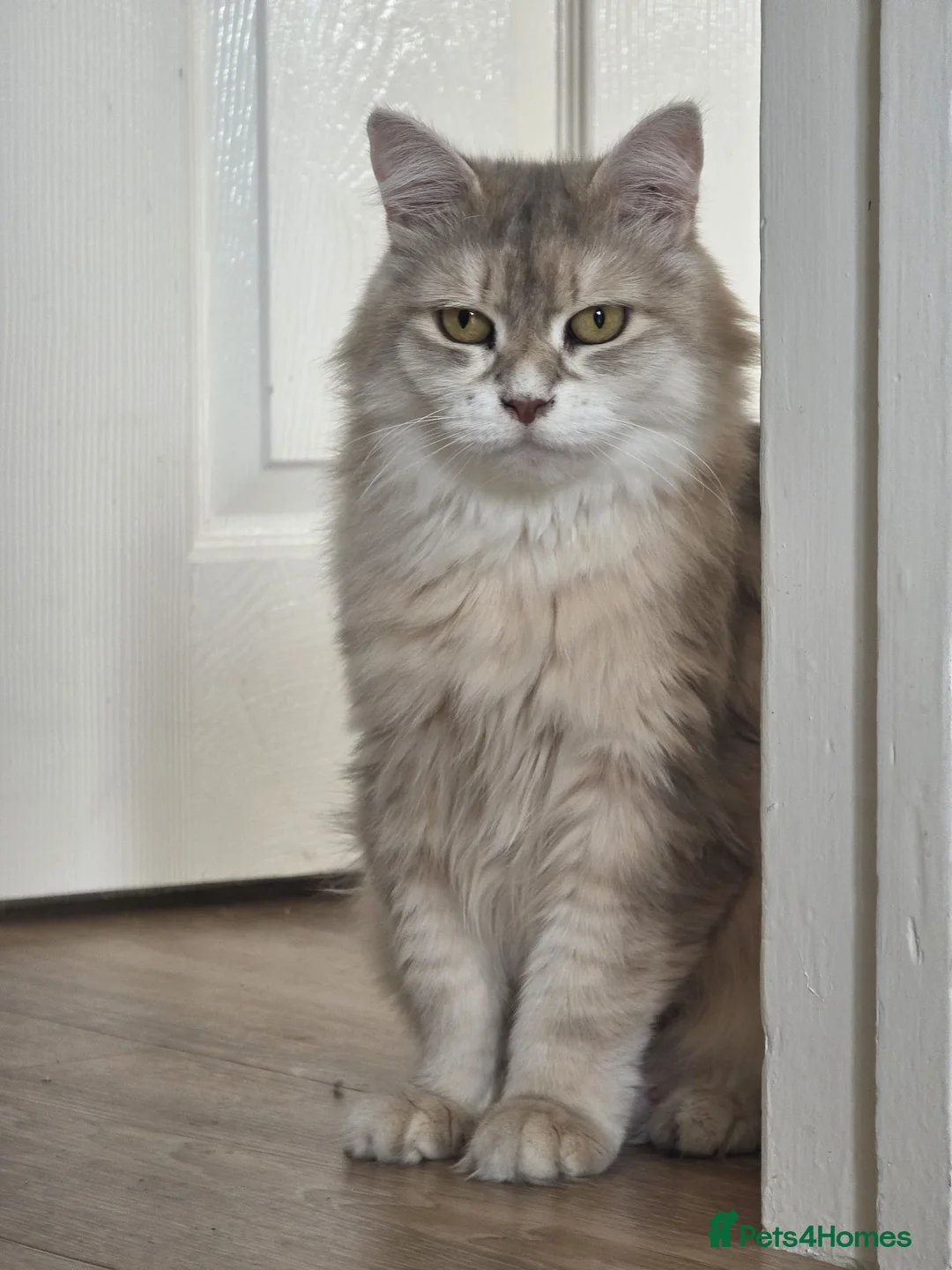Siberian cats for sale: Beautiful Siberian Girl Looking for a Loving Home - Advert 1