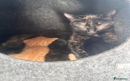 Mixed Breed cats for sale: Long haired female tortishell  - Image 8