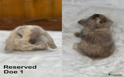 Mini Lop rabbits for sale: New ad in 4 weeks - Purebred Harlequin Mini Lops  - Image 6