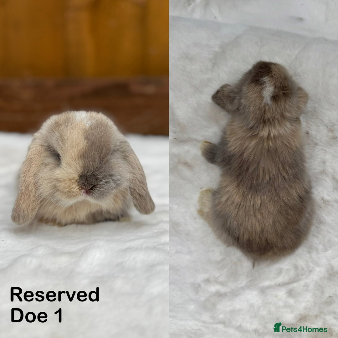 Mini Lop rabbits for sale: New ad in 4 weeks - Purebred Harlequin Mini Lops  - Image 6