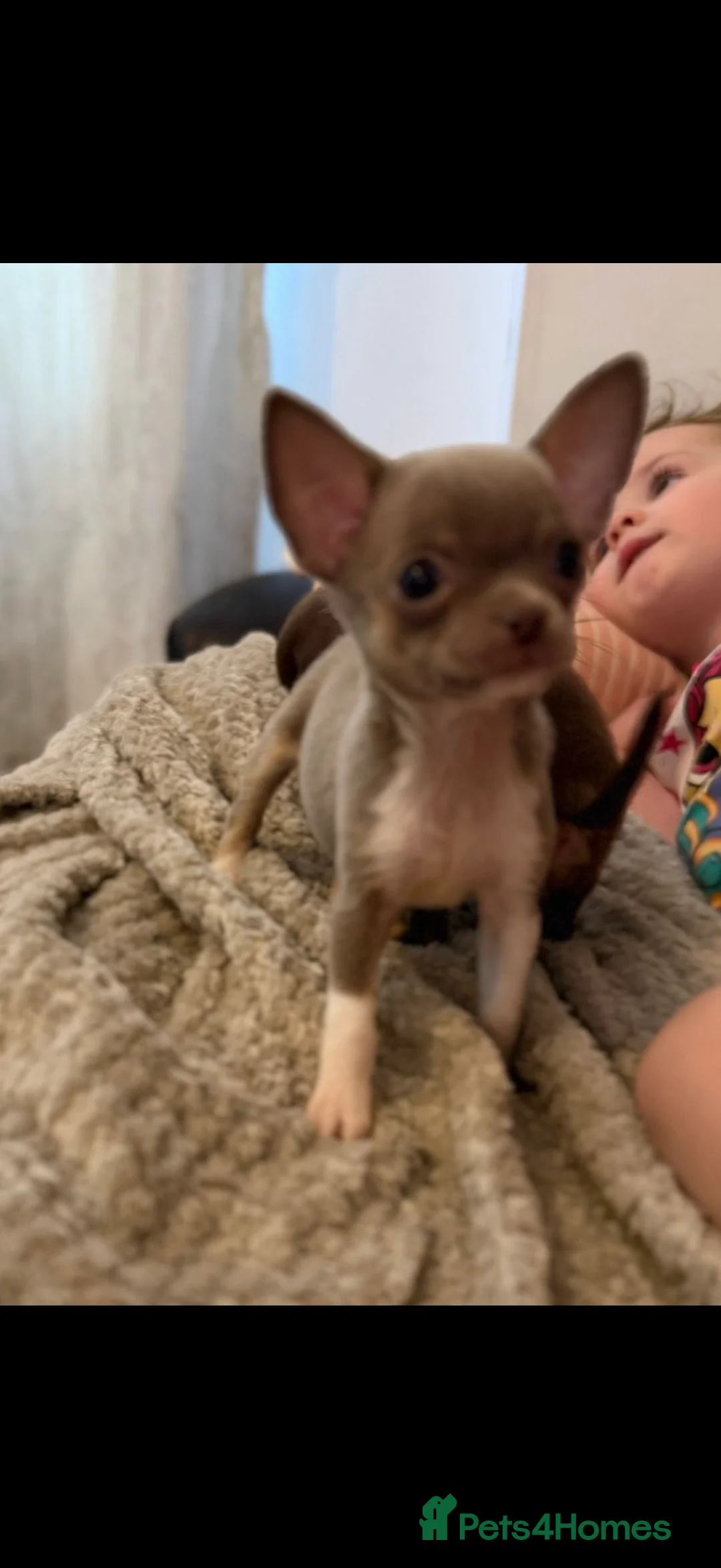 Chihuahua dogs for sale: Tiny Chihuahua Puppies  - Advert 2