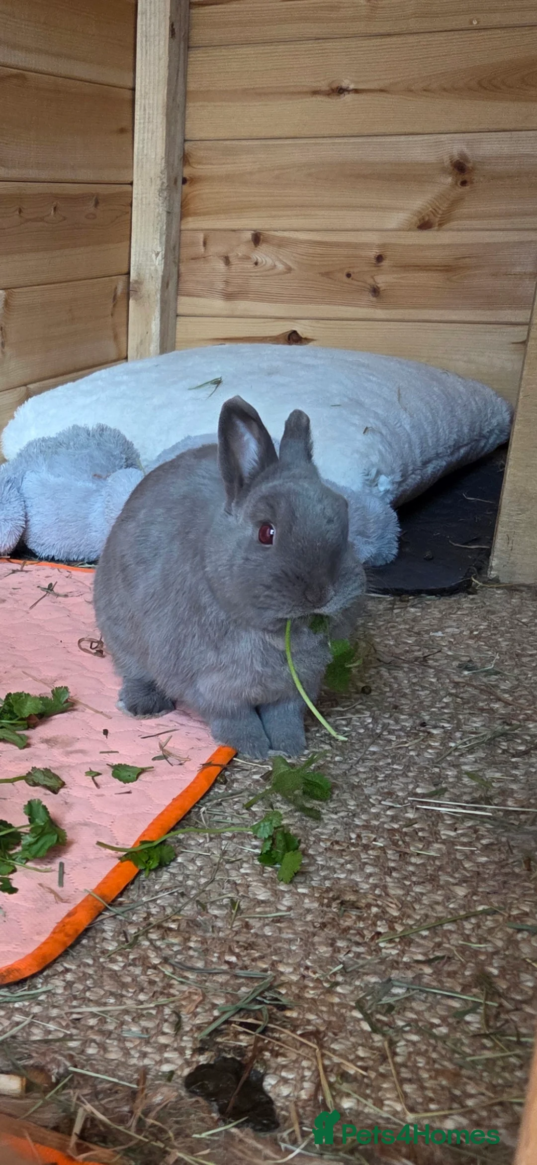 Lionhead rabbits for sale: 2 female spayed rabbits - Advert 13