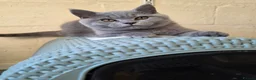 British Shorthair cats for sale: Only 1 burgundy boy left - Advert 16
