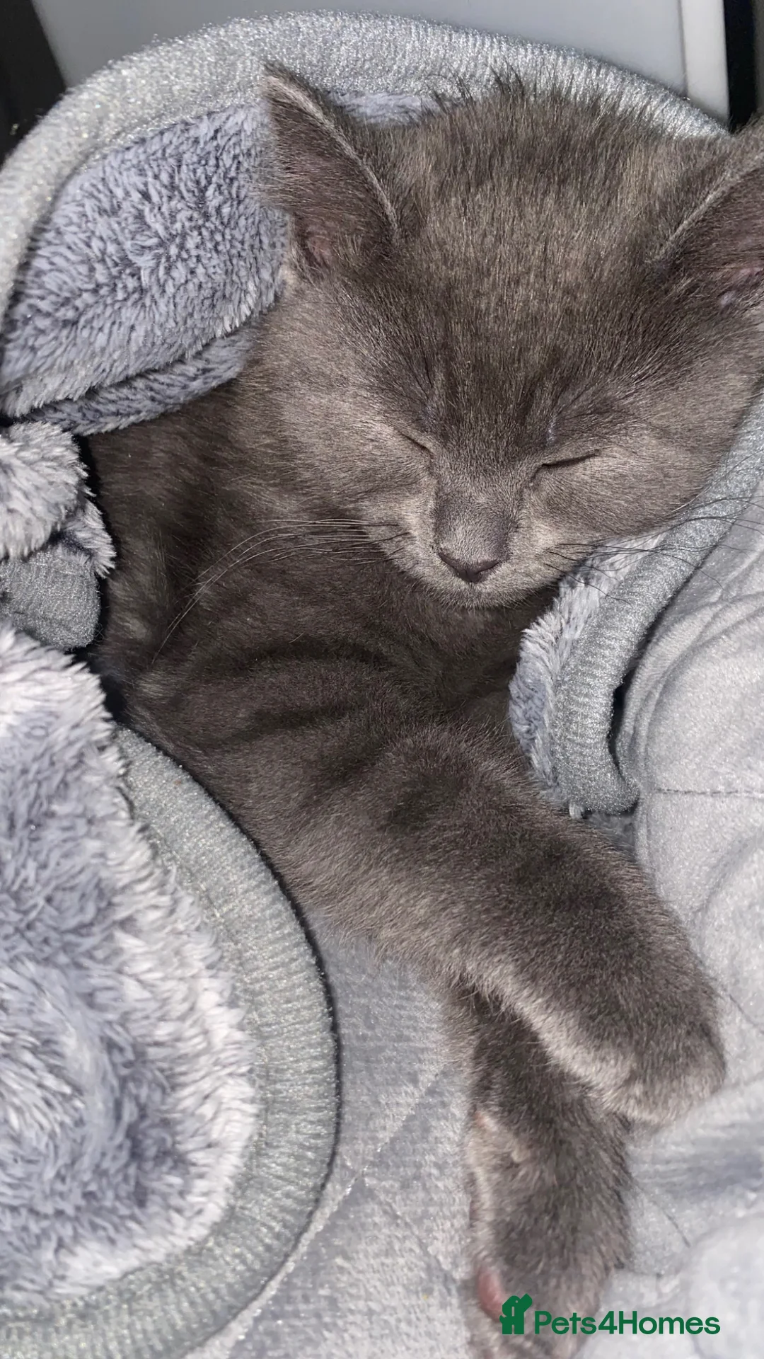 Ragdoll cats for sale: 10 week old, male, Ragdoll x Bengal  - Advert 2