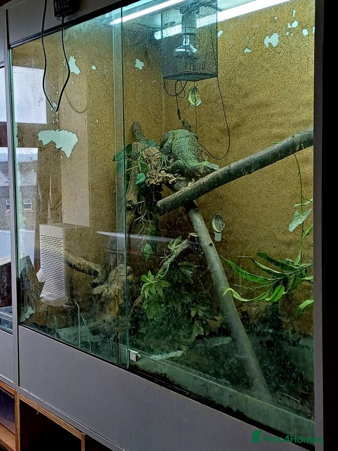 Monitor reptiles for sale: MANGROVE MONITOR WITH FULL SETUP - Image 4