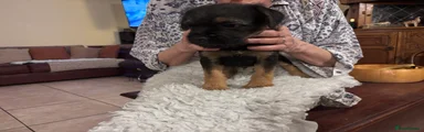 Border Terrier Puppy 3