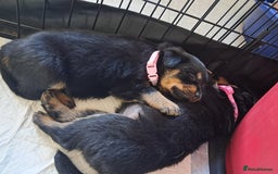 Rottweiler dogs for sale: Rottweiler puppies - Image 4