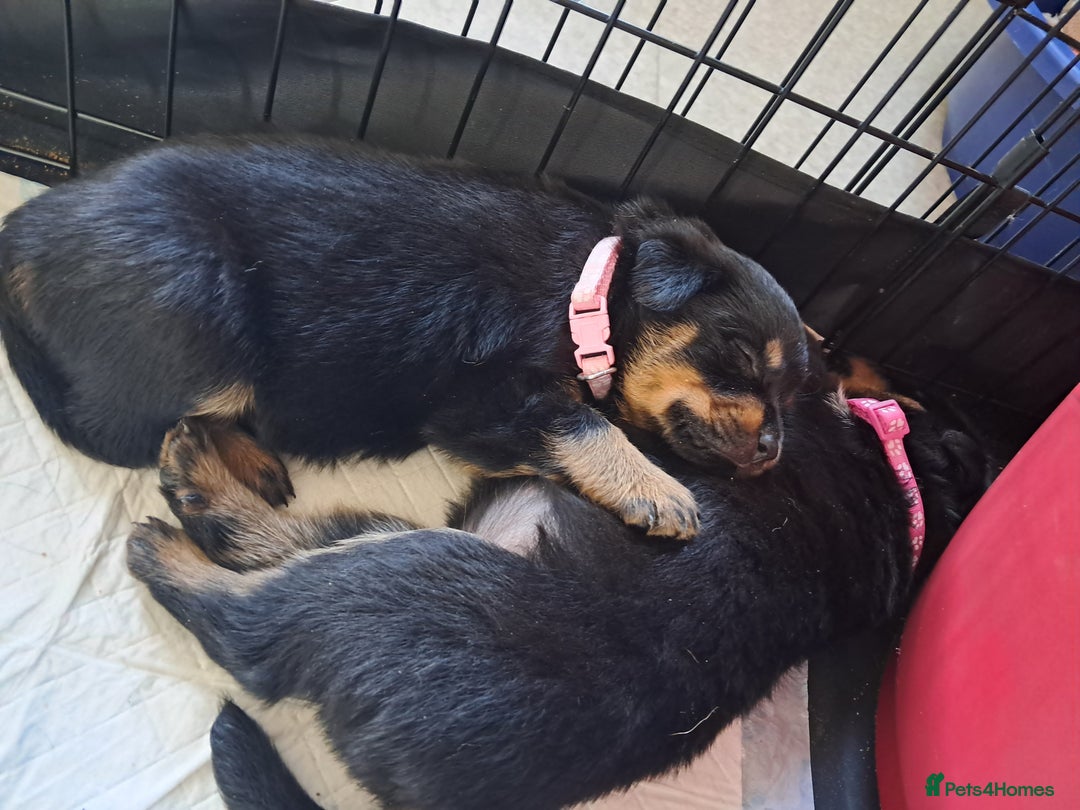 Rottweiler dogs for sale: Rottweiler puppies - Image 4