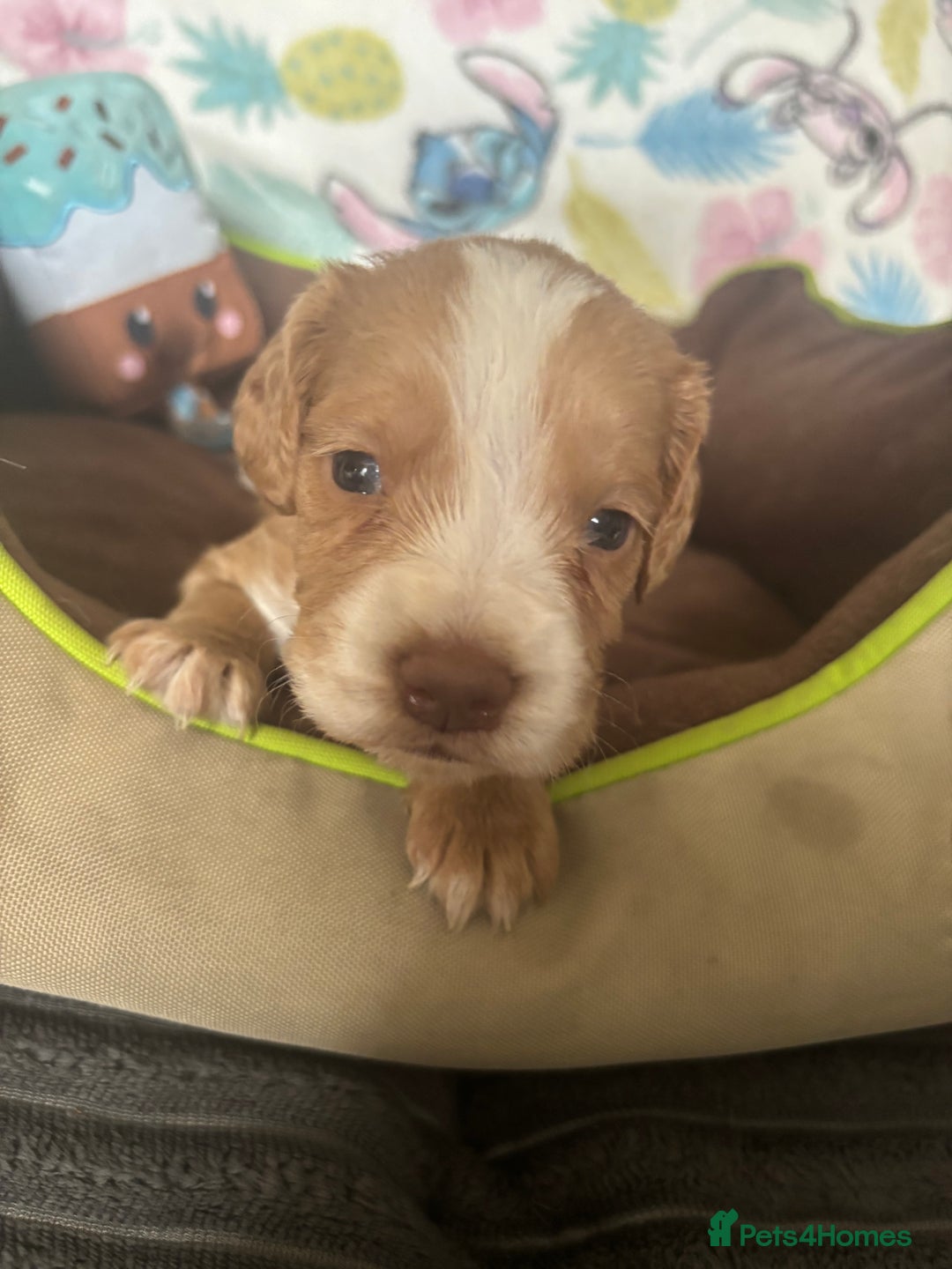 Cocker Spaniel dogs for sale: My 3 beautiful puppies  - Image 2