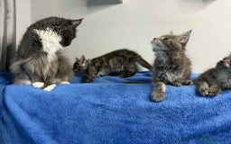Maine Coon cats for sale: Kittens Maine Coon registered with Gccf  - Image 16
