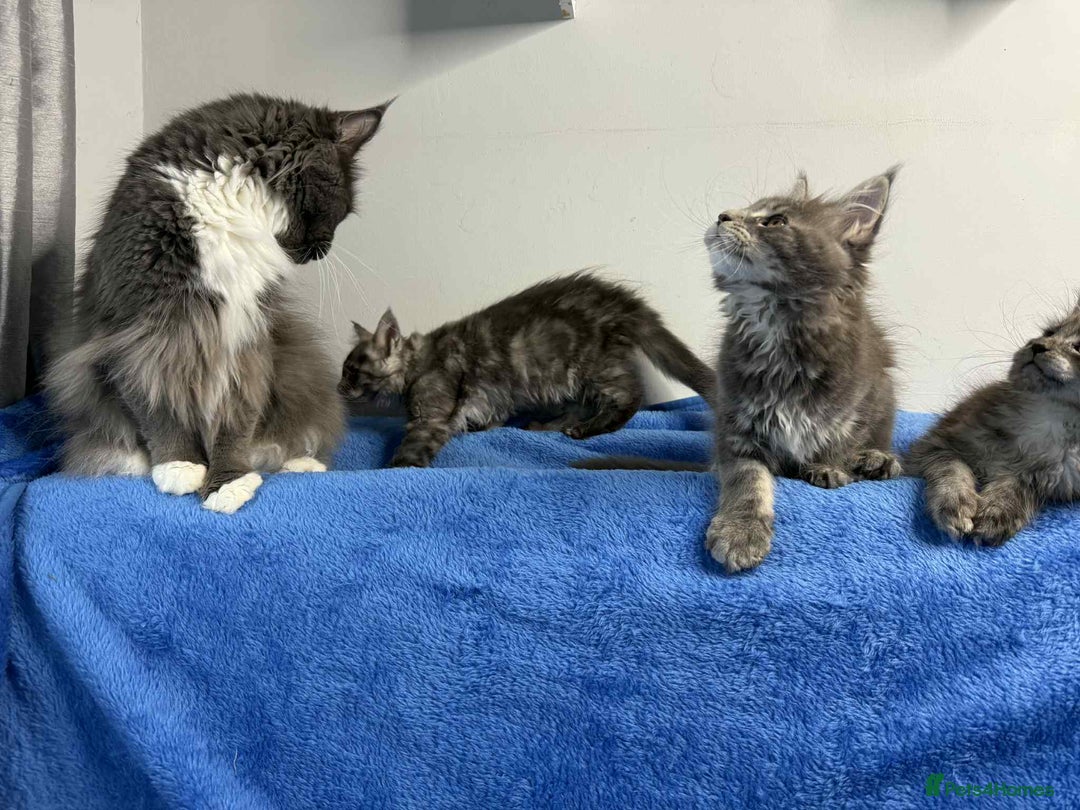 Maine Coon cats for sale: Kittens Maine Coon registered with Gccf  - Image 16