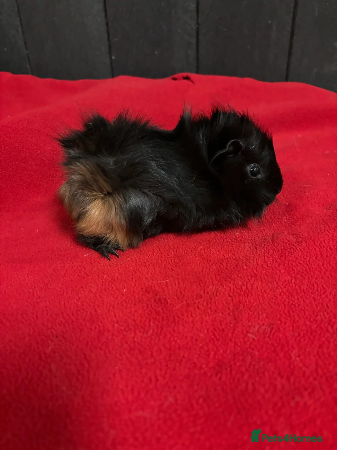 Guinea Pig rodents for sale: Female guinea pigs  - Advert 5
